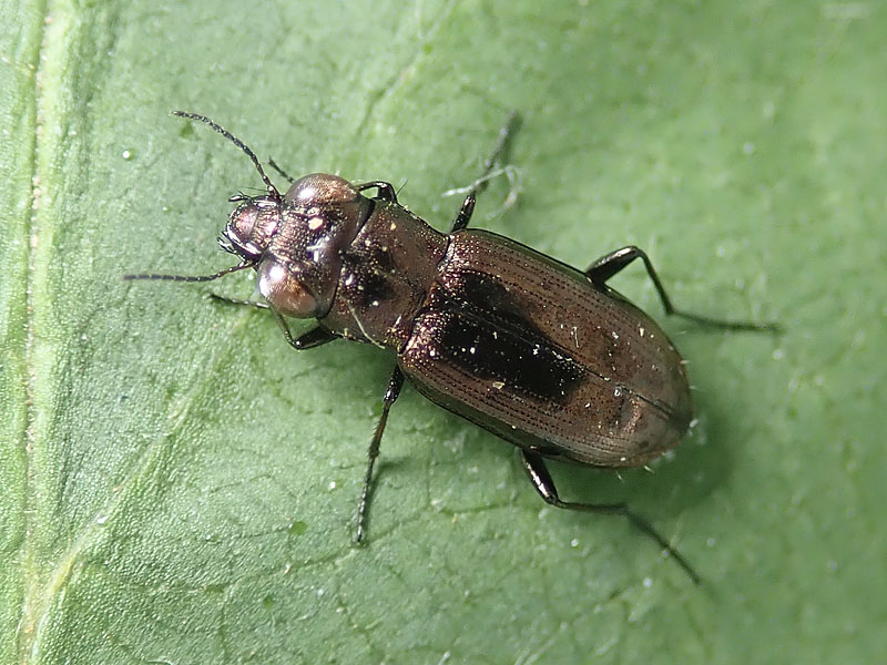 Carabidae: Notiophilus geminatus